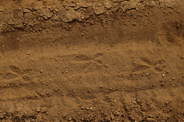 Greater Roadrunner tracks, X marks the trail