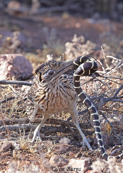 Greater Roadrunner--California King Snake sequence--4931