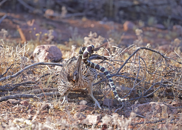 Greater Roadrunner--California King Snake sequence #2--4932