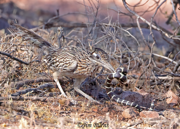 Greater Roadrunner--California King Snake sequence #3--4963
