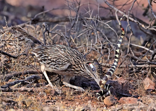 Greater Roadrunner--California King Snake sequence #4--4995