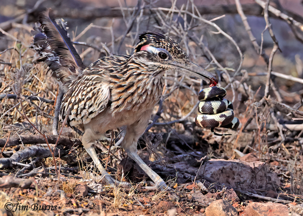 Greater Roadrunner--California King Snake sequence #5--5067