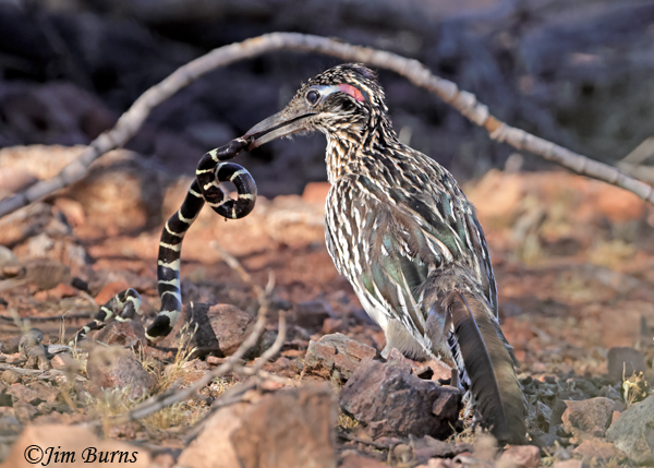 Greater Roadrunner--California King Snake sequence #6--5425