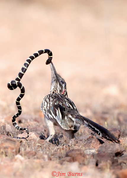 Greater Roadrunner--California King Snake sequence #8--5442
