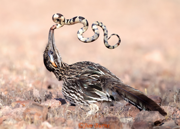 Greater Roadrunner--California King Snake sequence #11--5547