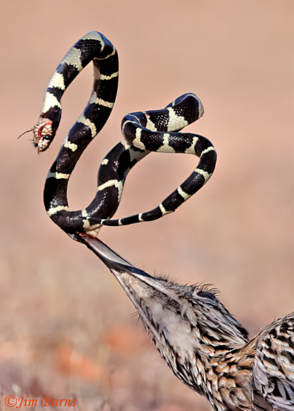 Greater Roadrunner--California King Snake sequence #13--5947