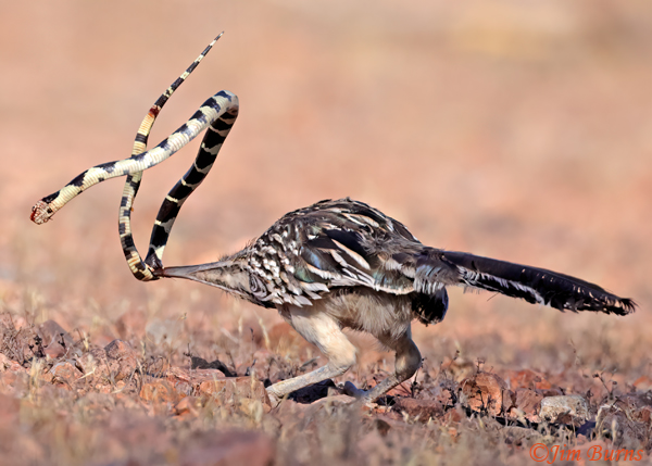Greater Roadrunner--California King Snake sequence #14--6140