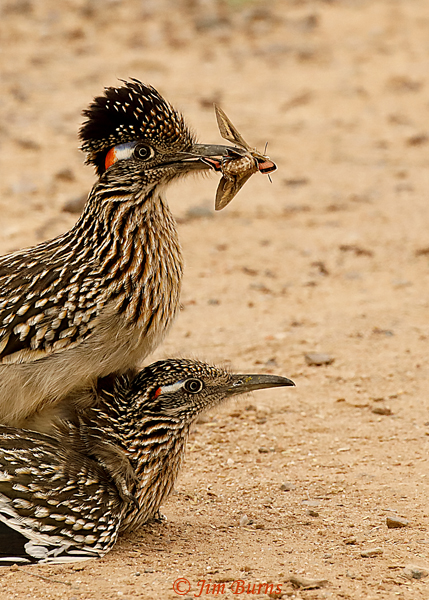 Greater Roadrunners gift with benefits--8371