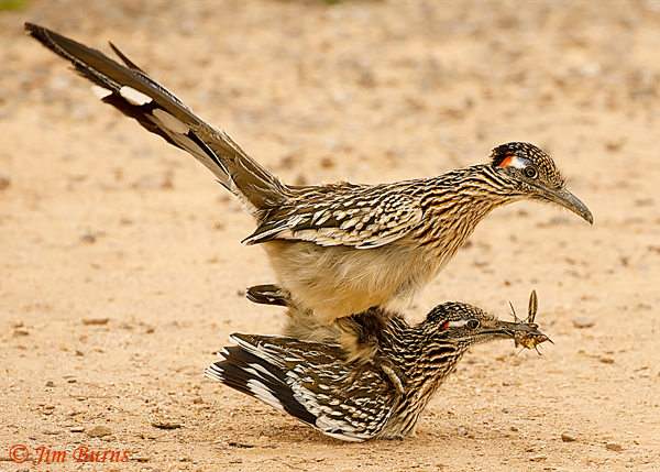 Greater Roader copulation, gift of White-lined Sphinx Moth accepted--8405