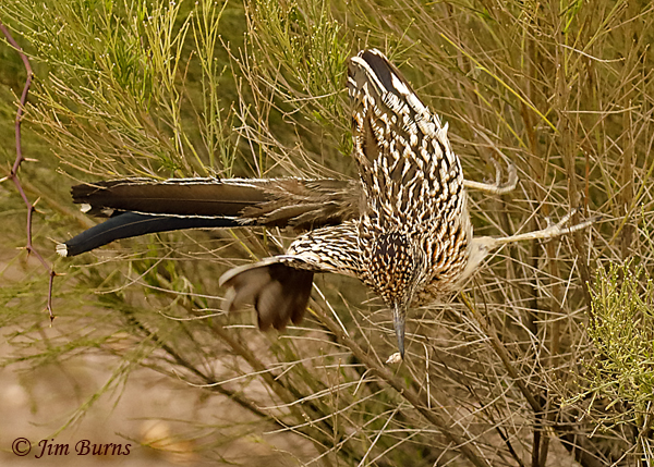 Greater Roadrunner rebounding from bush with snail
