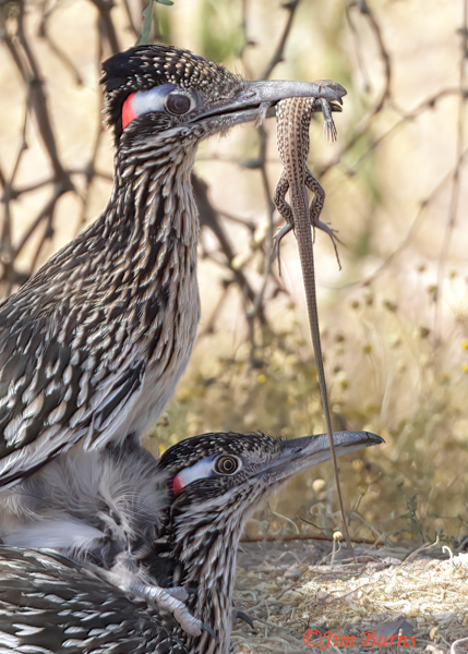Greater Roadrunner copulation with lizard gift--9261
