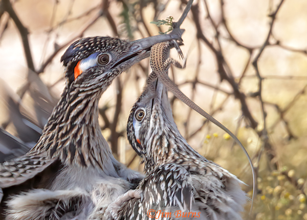 Greater Roadrunner copulation with lizard gift #2--9289
