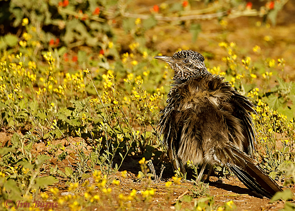 Greater Roadrunner sunning in wildflowers--9324