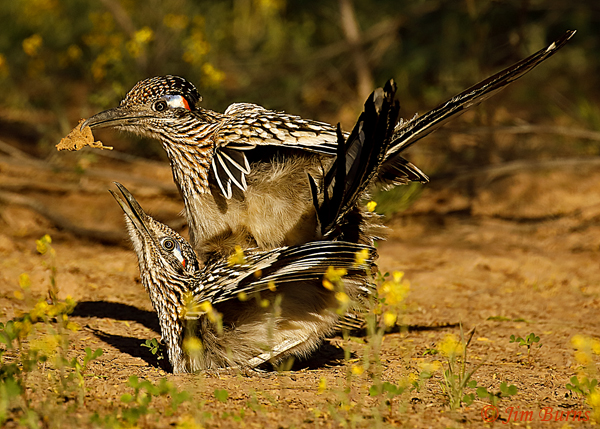 Greater Roadrunner tryst in the flowers--9345