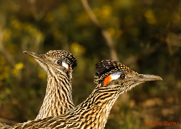 Greater Roadrunner pair post-copulatory dance--9353