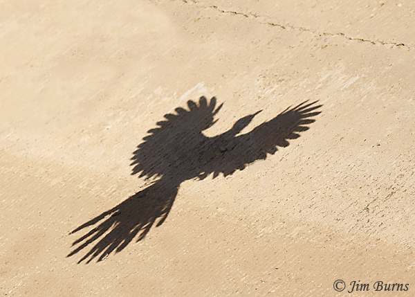 Greater Roadrunner flight silhouette--9360