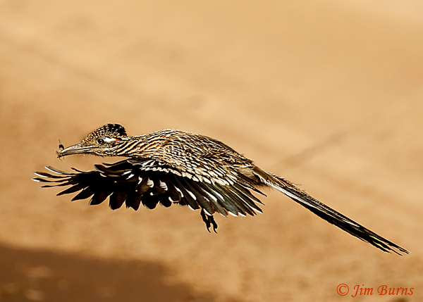 Greater Roadrunner in flight with grasshopper