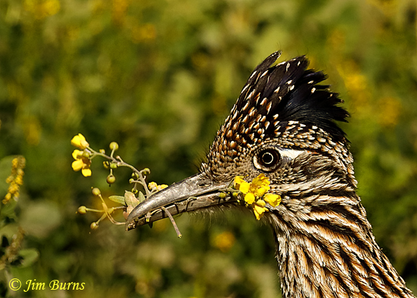 Greater Roadrunner male carrying Desert Bladderpod for nesting material
