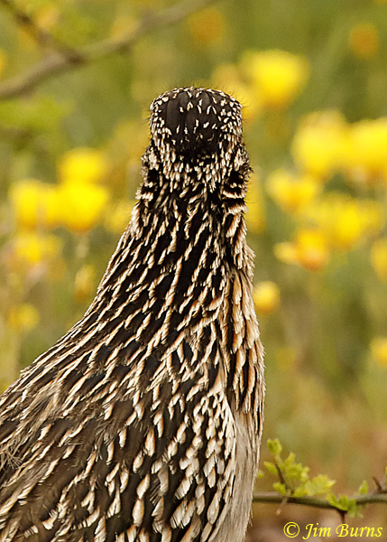 Greater Roadrunner false eye spots