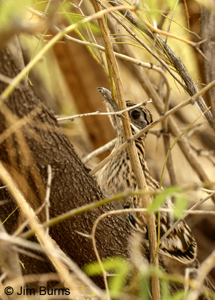 Greater Roadrunner fledgling camouflage 7784