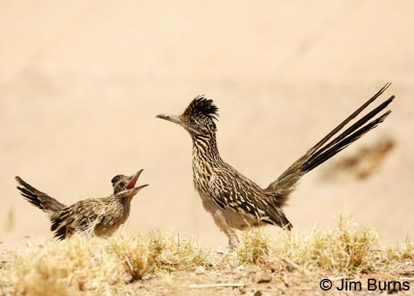 Greater Roadrunner fledgling begging #2 8505