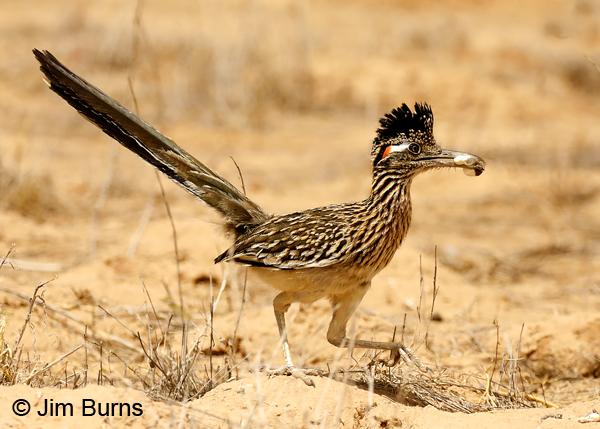Greater Roadrunner male removing fecal sac from nest 7871