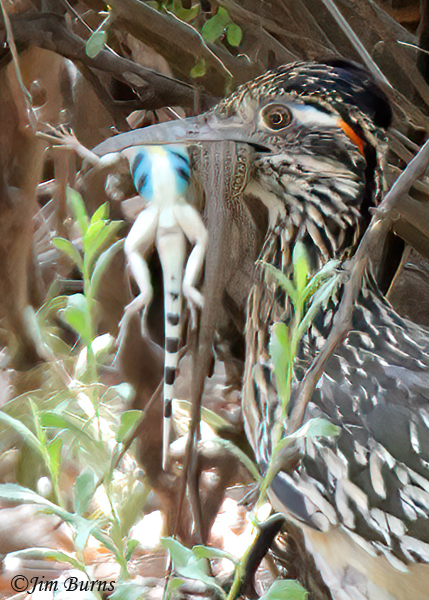 Greater Roadrunners are early nesters. This one hurries across the Picnic Area with two Zebra-tailed lizards it has caught.