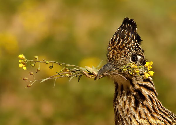 Greater Roadrunner male carrying Desert Bladderpod for nesting material #2--9402