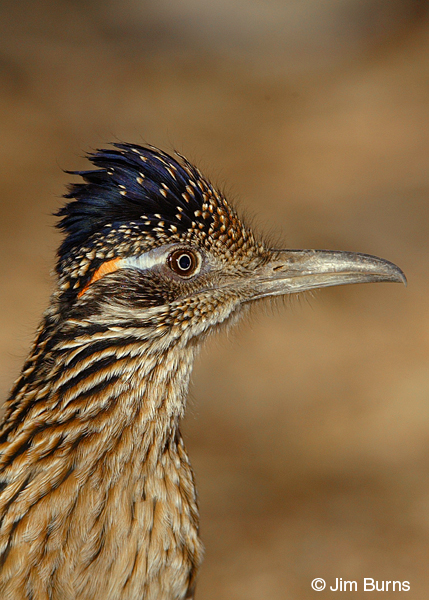 Greater Roadrunner headshot
