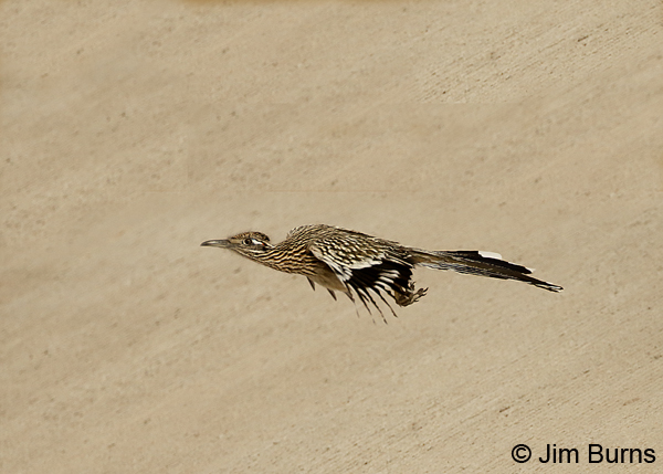Greater Roadrunner in flight 6337