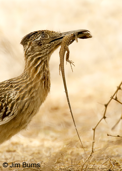 Greater Roadrunner male at nest with Desert Iguana 7872