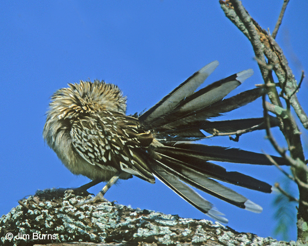 Greater Roadrunner preening