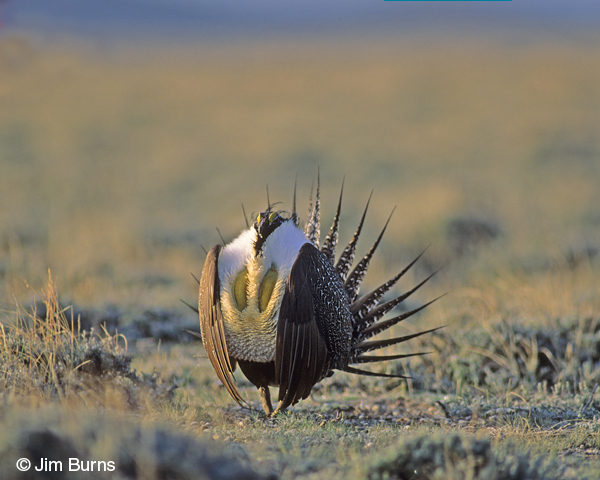 Greater Sage-Grouse air sacs