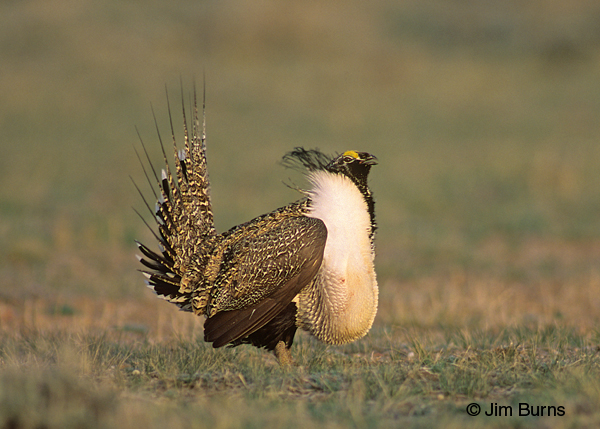 Greater Sage-Grouse