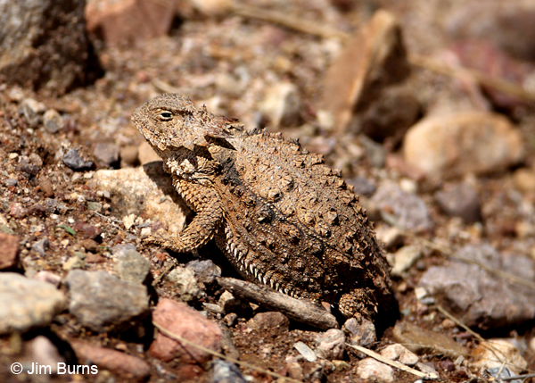 Greater Short-horned Lizard