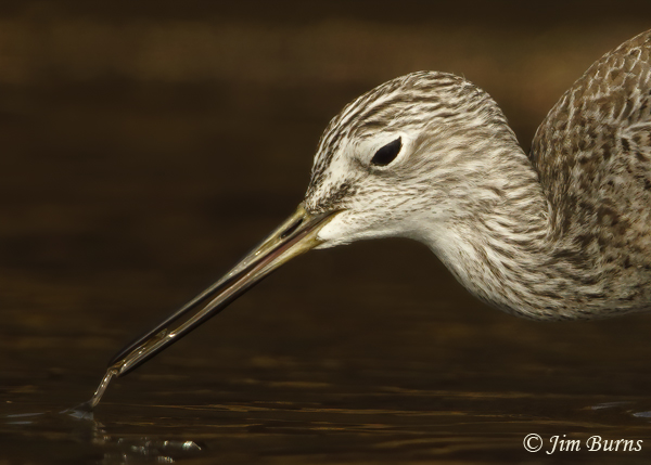 Greater Yellowlegs with aquatic prey--1552--head