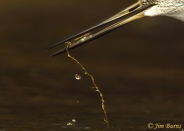 Greater Yellowlegs with aquatic prey--1642--beak