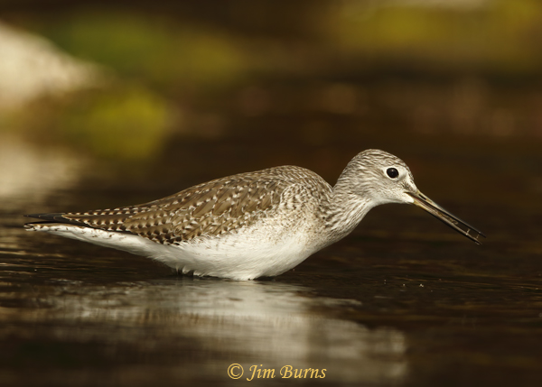 Greater Yellowlegs with aquatic prey--1651--full