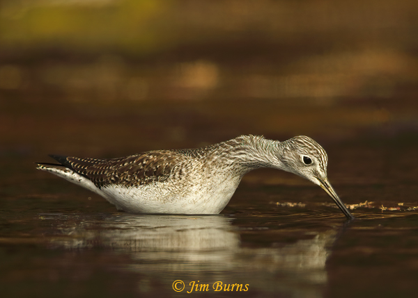 Greater Yellowlegs feeding--1682