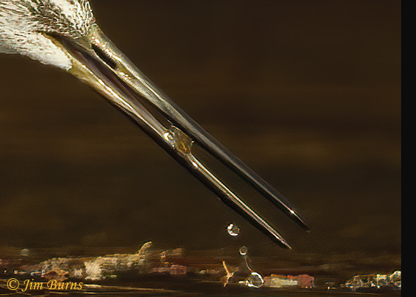 Greater Yellowlegs with aquatic insect--1739--beak