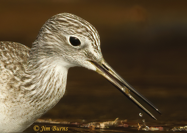 Greater Yellowlegs with aquatic insect--1739--head