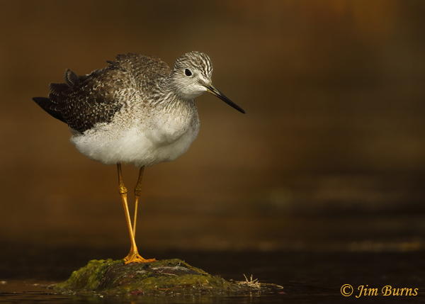 Greater Yellowlegs horizontal portrait--1854