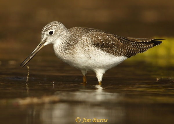 Greater Yellowlegs with aquatic prey--1963--full