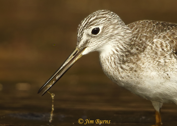 Greater Yellowlegs with aquatic prey--1963--head