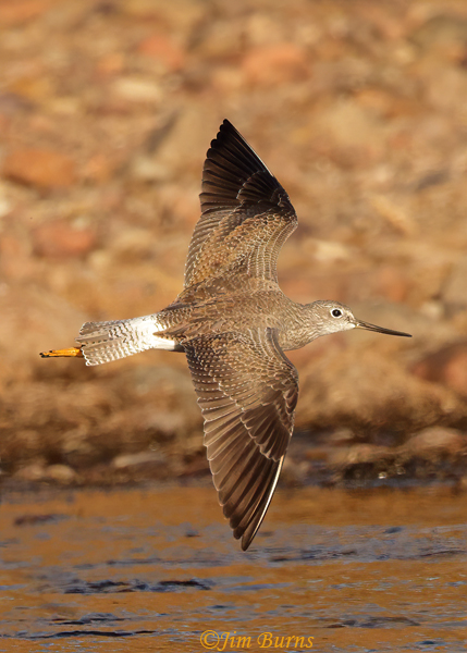 Greater Yellowlegs vertical--2433