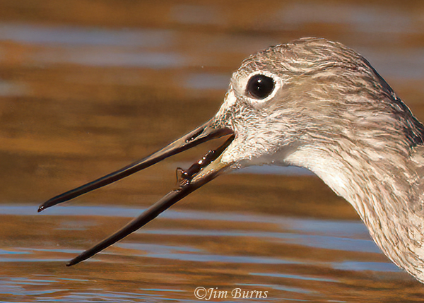Greater Yellowlegs with aquatic prey--3066