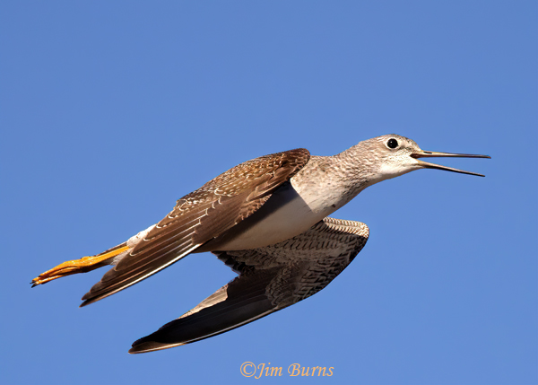 Greater Yellowlegs flight calls--5957