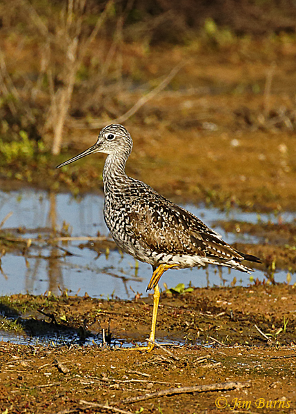 Greater Yellowlegs breeding plumage, March, Arizona--9094
