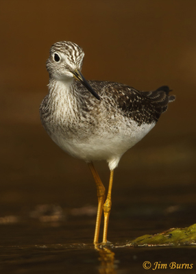 Greater Yellowlegs--EYE LEVEL