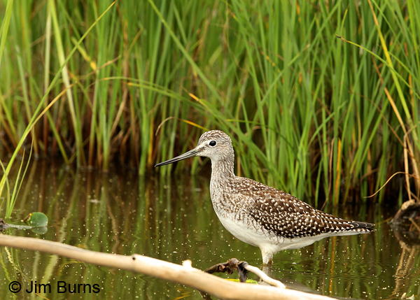 Greater Yellowlegs juvenile, August, Alaska